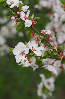 Night Blooming Jasmines?!